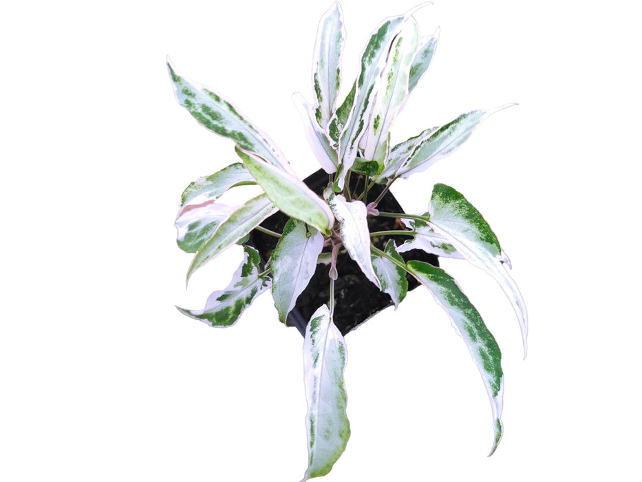 Syngonium 'Starlite' (S)