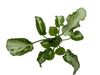 Syngonium 'Three King'
