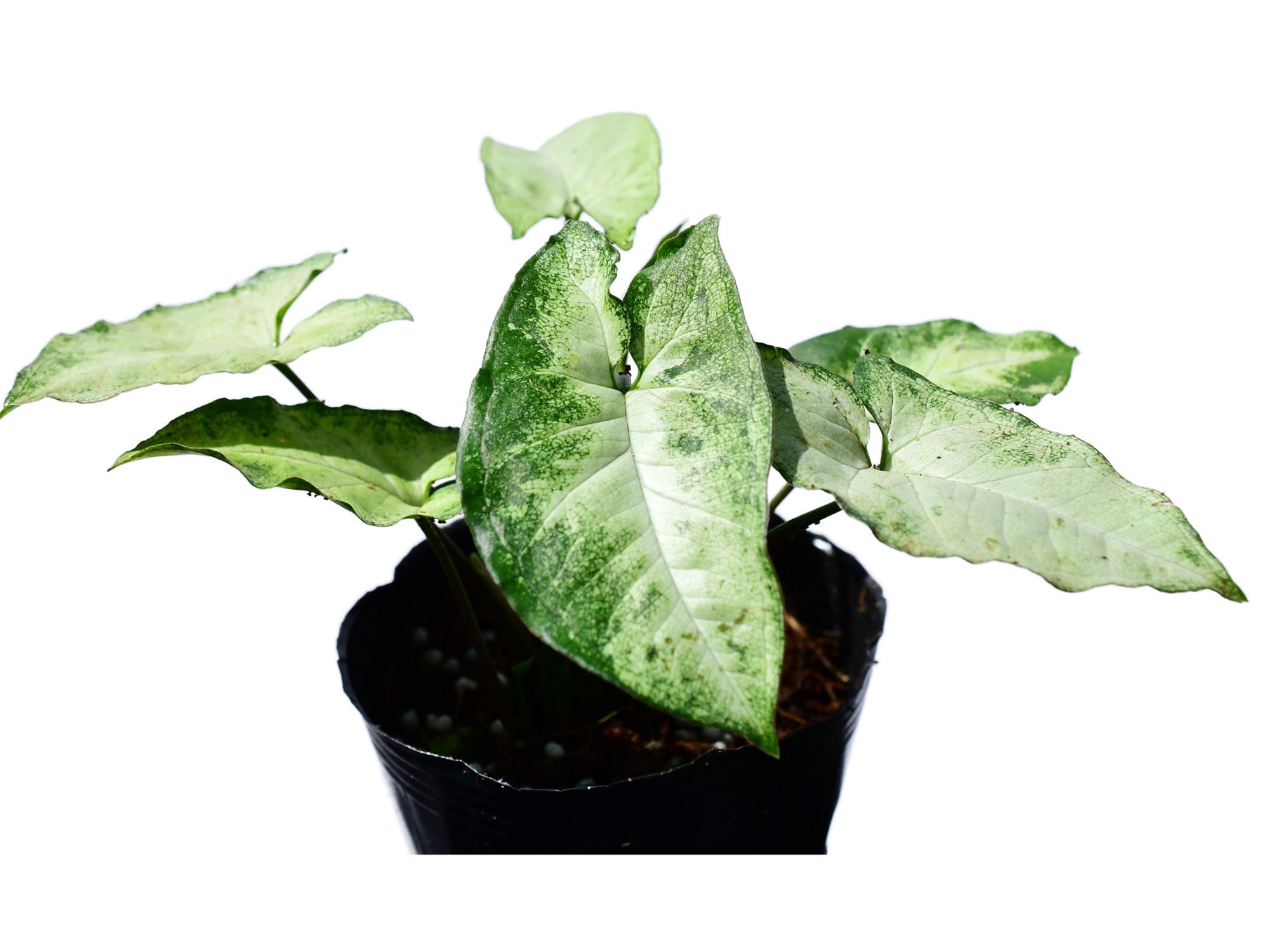 philodendron podophyllum Syngonium Podophyllum