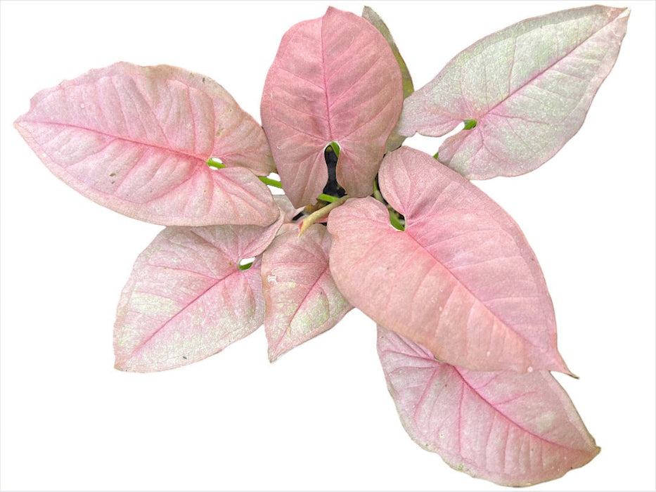 Syngonium podophyllum 'Neon'