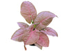 Syngonium podophyllum 'Neon Robusta'