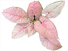 Syngonium podophyllum 'Neon'