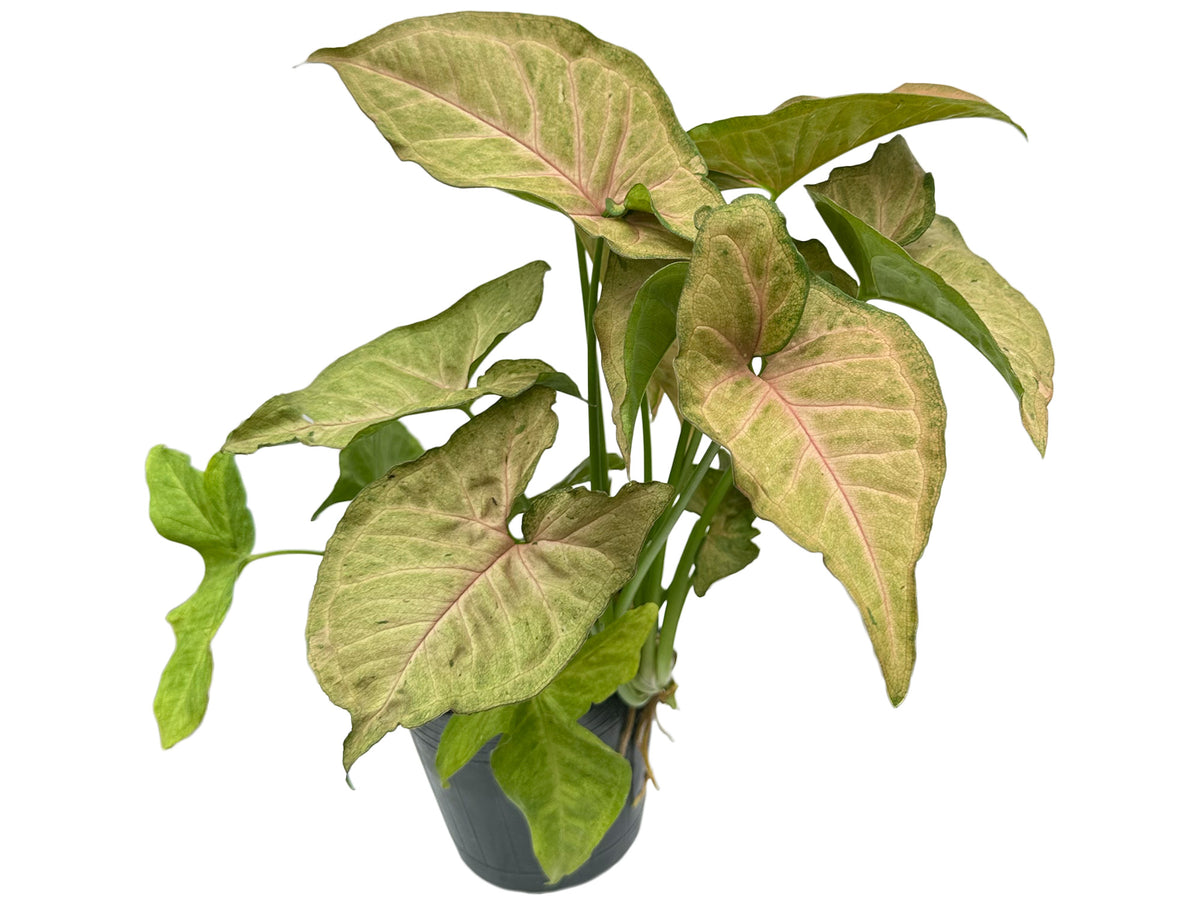 Syngonium 'Regina Red'