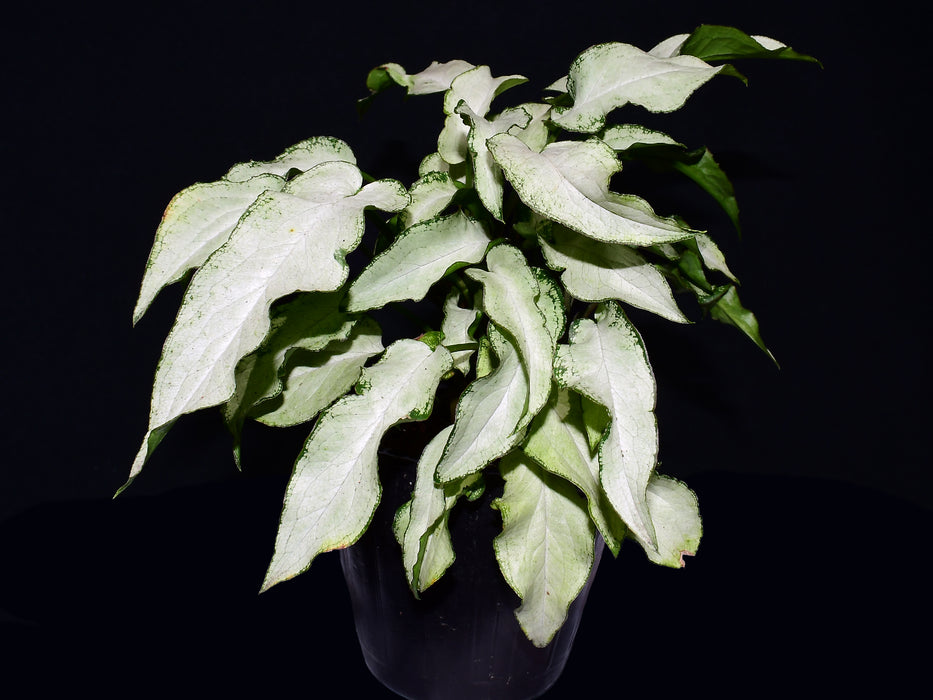Syngonium podophyllum 'Three Kings'