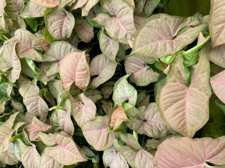Syngonium podophyllum 'Regina Red'