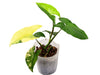 Syngonium Aurea