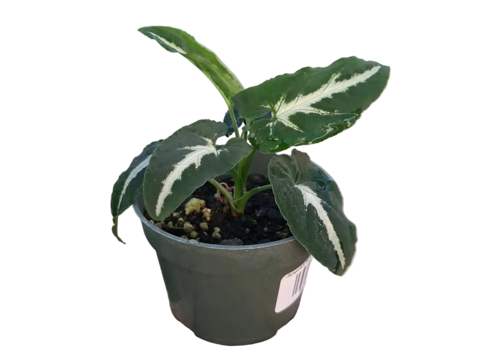 Syngonium wendlandii silver