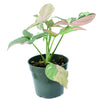 Syngonium red spot tricolor (S)