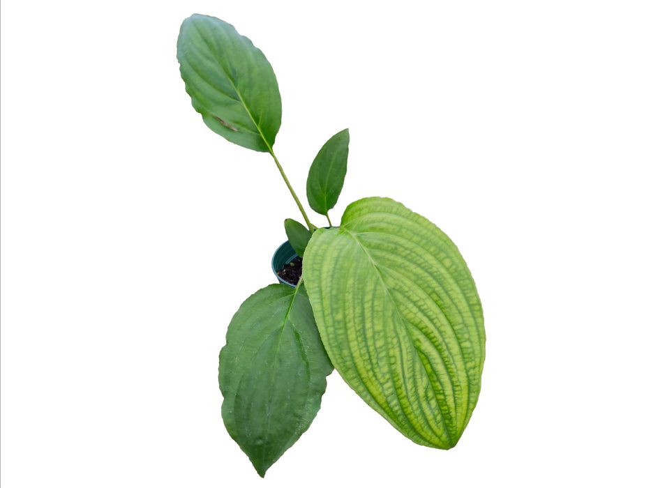 Tacca chantrieri (Black Bat)