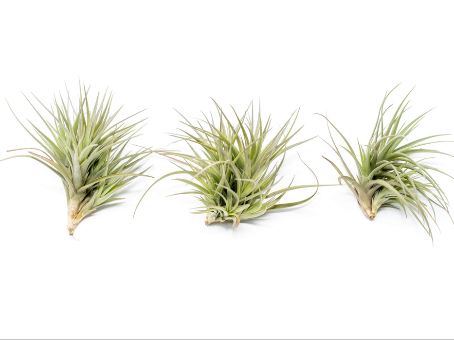 Tillandsia Tenuifolia Air Plant Clumps