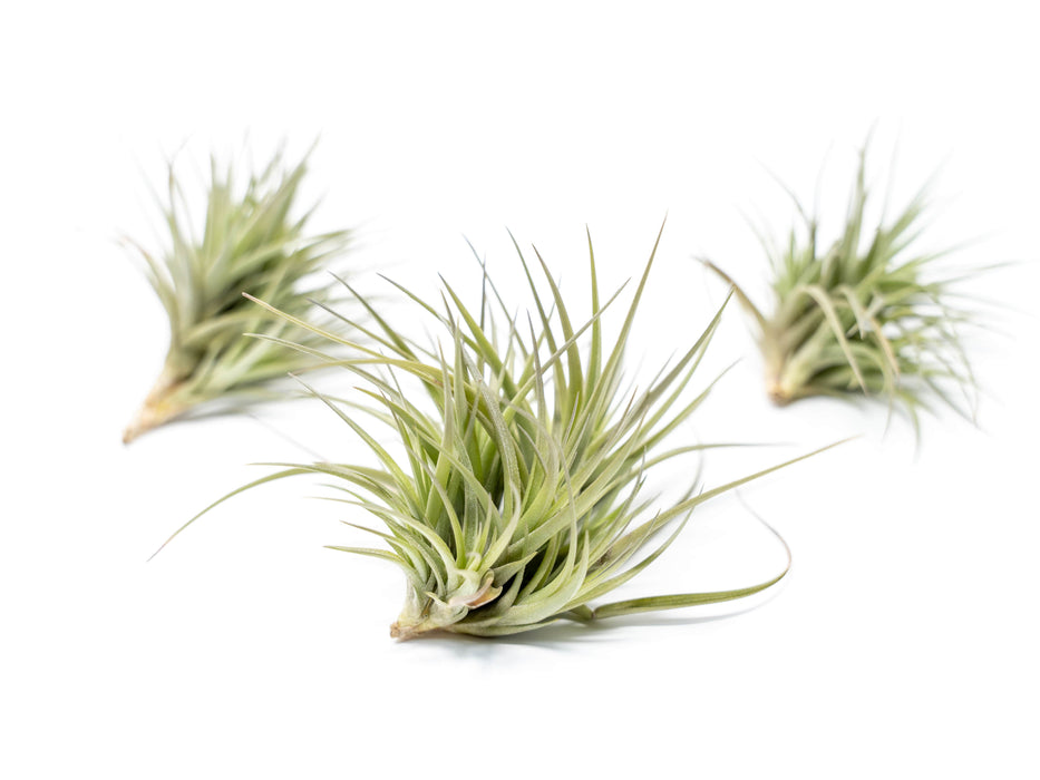Tillandsia Tenuifolia Air Plant Clumps