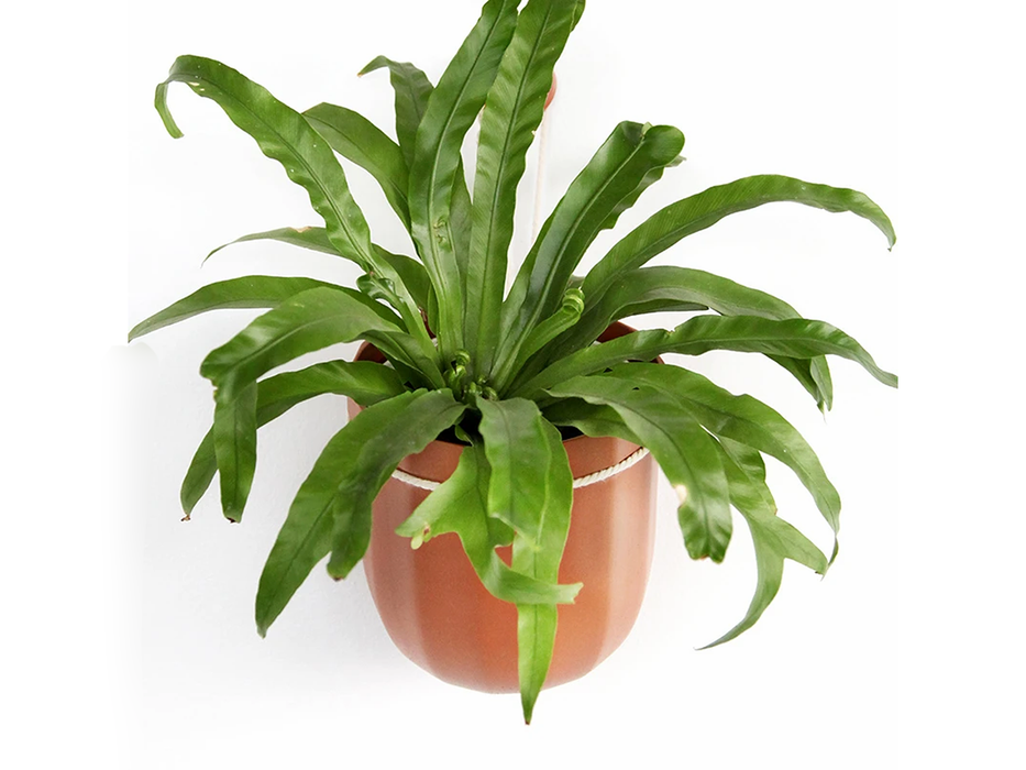 Loop Hanging or Wall Planter