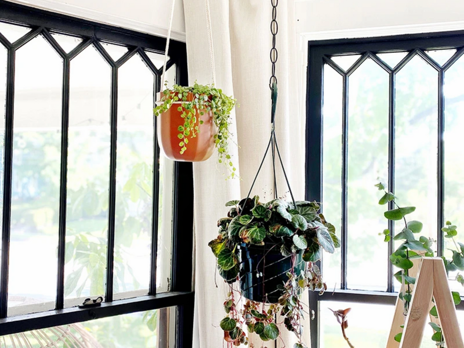 Loop Hanging or Wall Planter