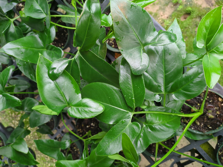 Thaumatophyllum spruceanum