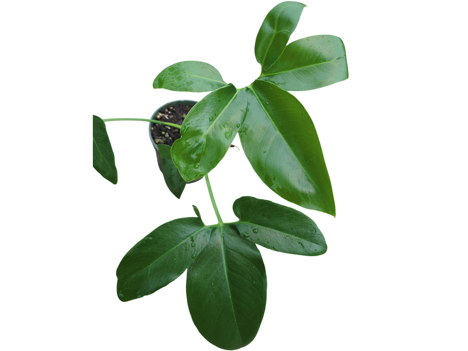 Thaumatophyllum spruceanum