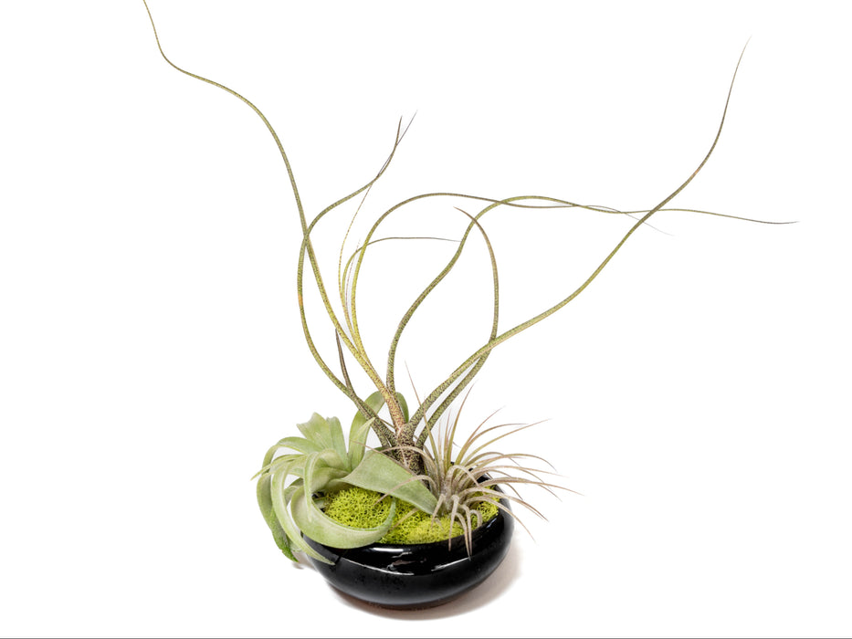 Fully Assembled Tillandsia Air Plant Dish Garden in Black Glazed Container