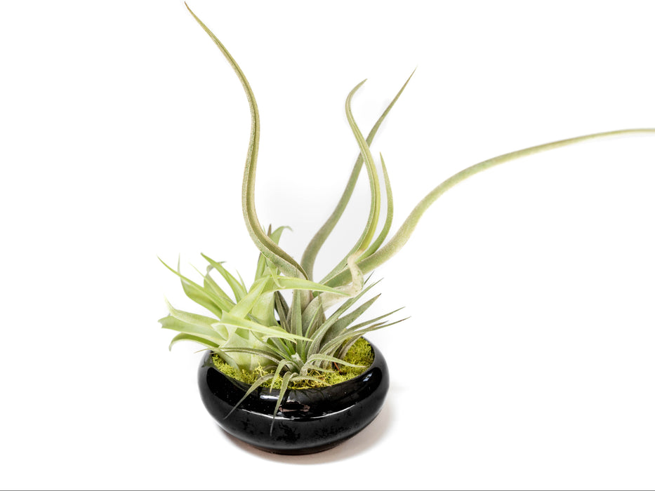 Fully Assembled Tillandsia Air Plant Dish Garden in Black Glazed Container