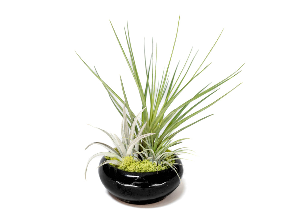 Fully Assembled Tillandsia Air Plant Dish Garden in Black Glazed Container