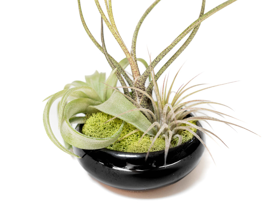 Fully Assembled Tillandsia Air Plant Dish Garden in Black Glazed Container