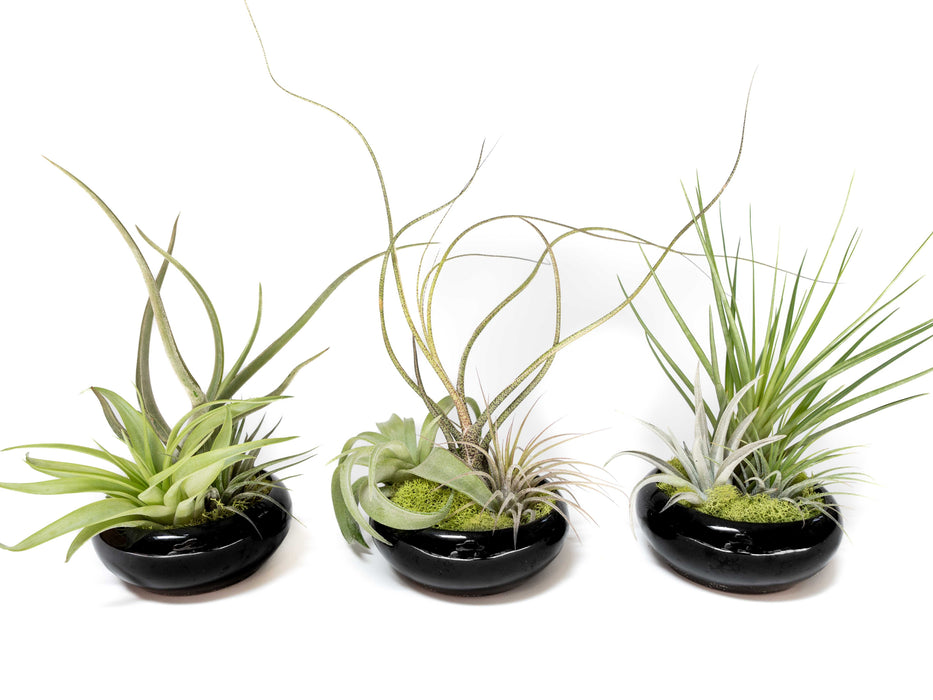 Fully Assembled Tillandsia Air Plant Dish Garden in Black Glazed Container