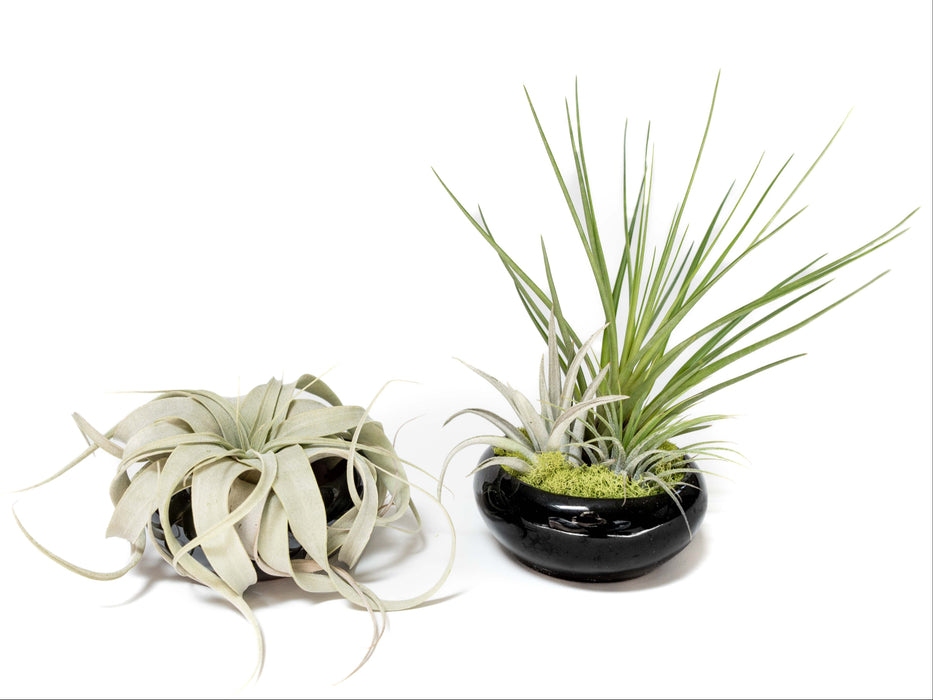 Fully Assembled Tillandsia Air Plant Dish Garden in Black Glazed Container