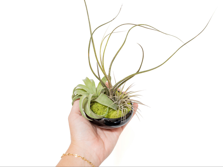 Fully Assembled Tillandsia Air Plant Dish Garden in Black Glazed Container
