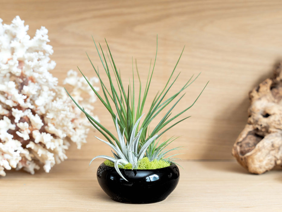 Fully Assembled Tillandsia Air Plant Dish Garden in Black Glazed Container