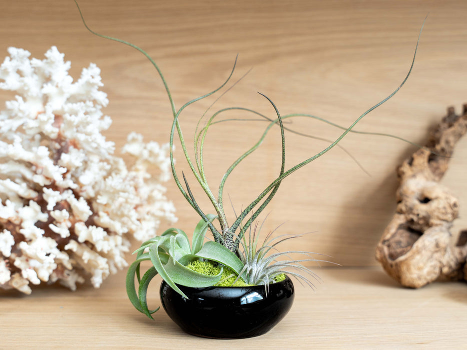 Fully Assembled Tillandsia Air Plant Dish Garden in Black Glazed Container