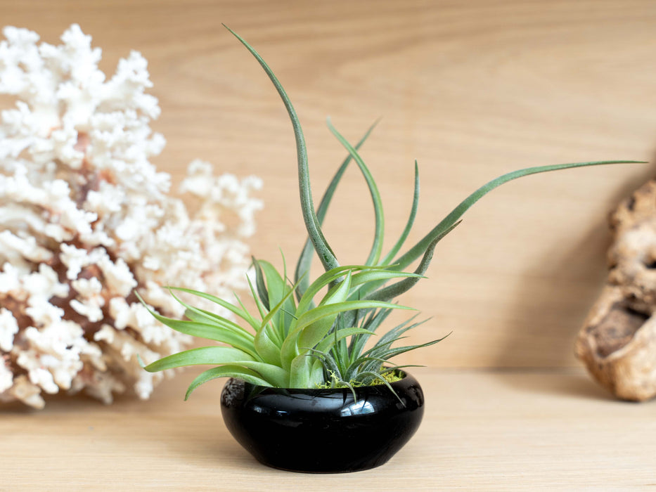 Fully Assembled Tillandsia Air Plant Dish Garden in Black Glazed Container