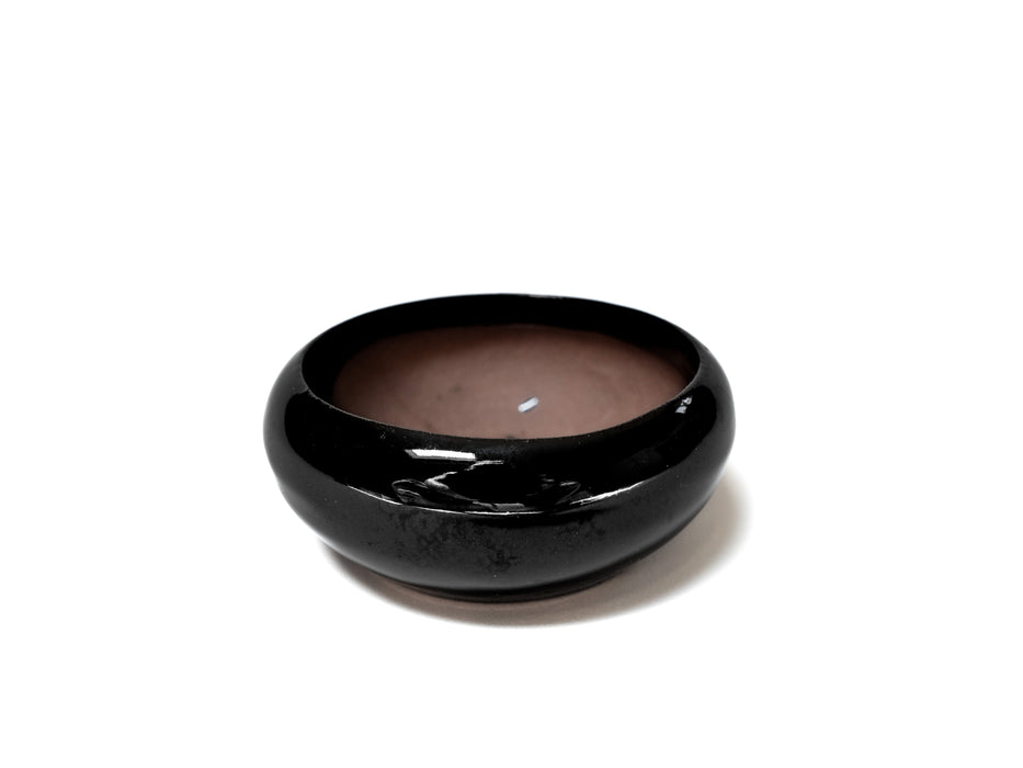 Fully Assembled Tillandsia Air Plant Dish Garden in Black Glazed Container