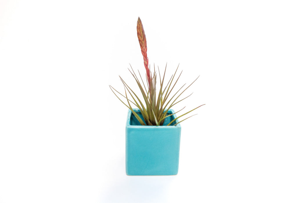 Sky Blue Ceramic Cube Container with Assorted Large Tillandsia Air Plant