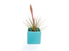 Sky Blue Ceramic Cube Container with Assorted Large Tillandsia Air Plant