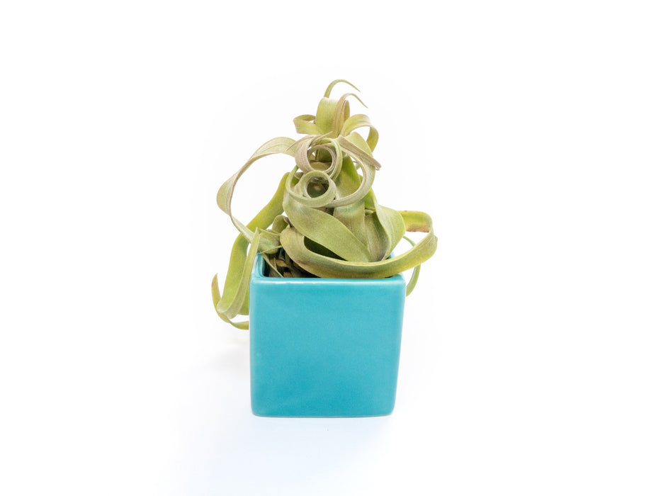 Sky Blue Ceramic Cube Container with Assorted Large Tillandsia Air Plant