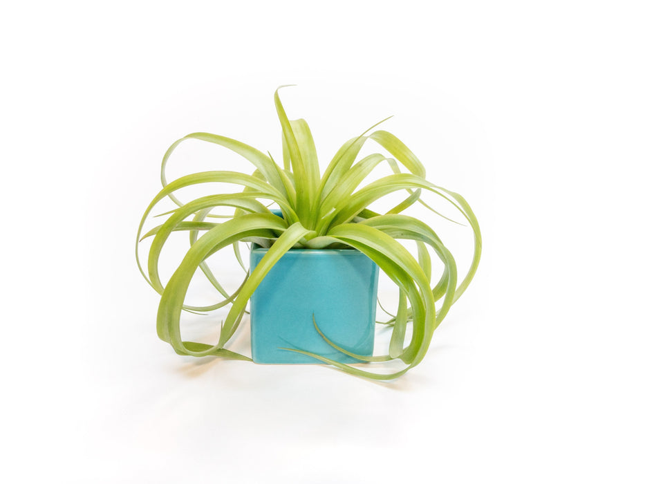 Sky Blue Ceramic Cube Container with Assorted Large Tillandsia Air Plant