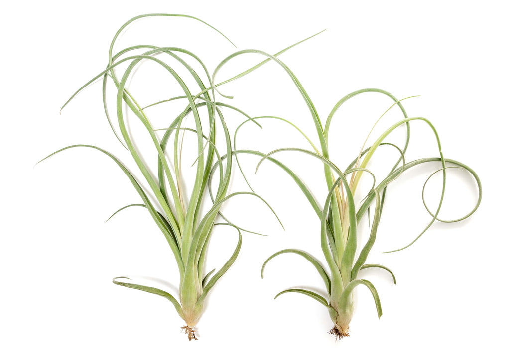 streptophylla air plant Tillandsia Curly Slim (T. Intermedia x T. Streptophylla) Air Plant — Ecuagenera USA Corp