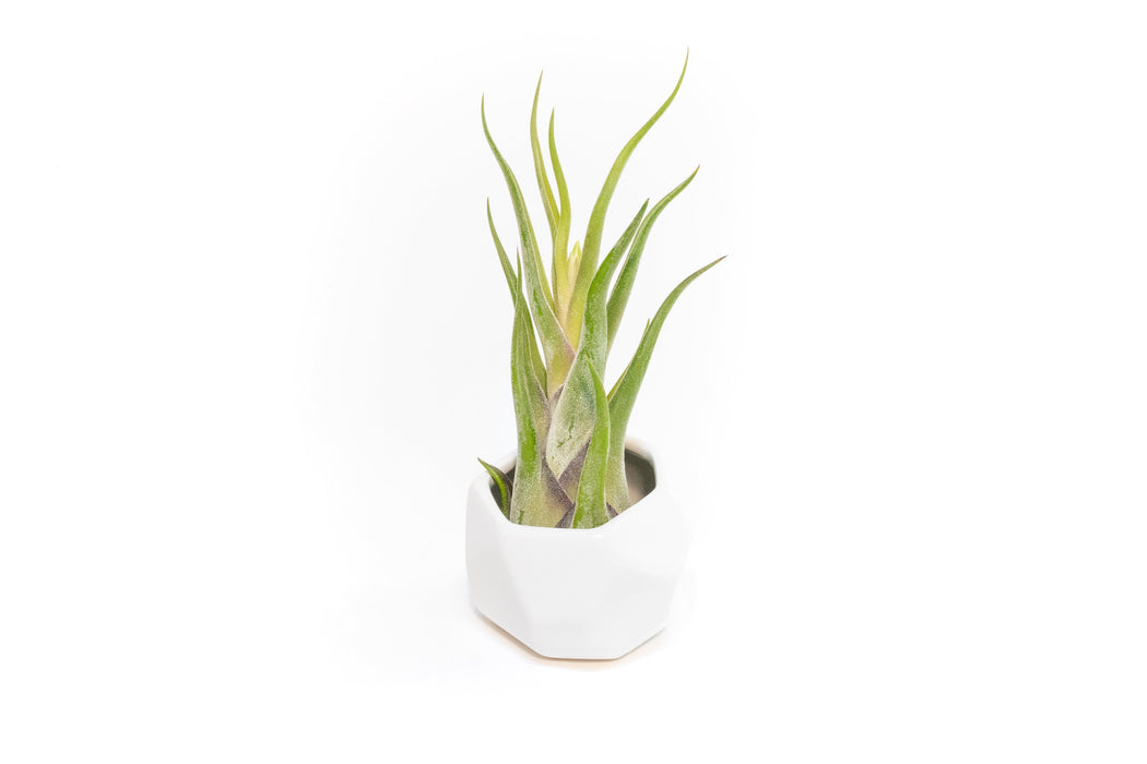 air plant geometric White Geometric Ceramic Container with Assorted Tillandsia Air Plant