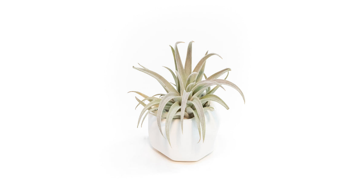 air plant geometric White Geometric Ceramic Container with Assorted Tillandsia Air Plant
