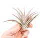 Tillandsia Harrisii Air Plants