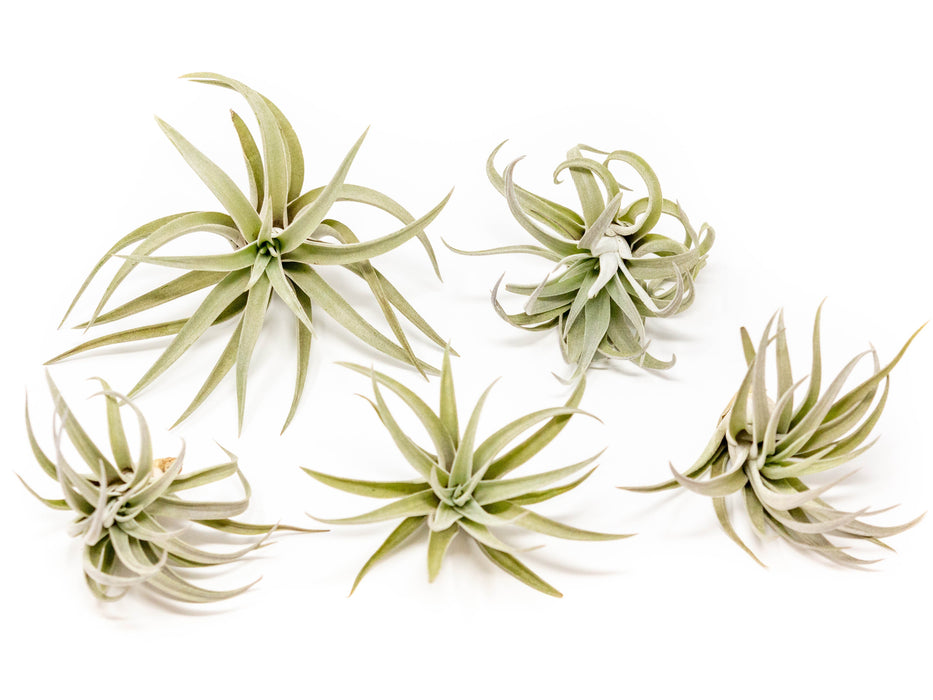 Tillandsia Harrisii Air Plants