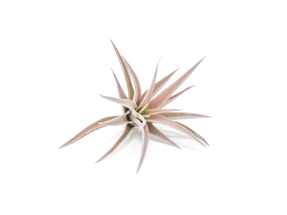 Tillandsia Harrisii Air Plants