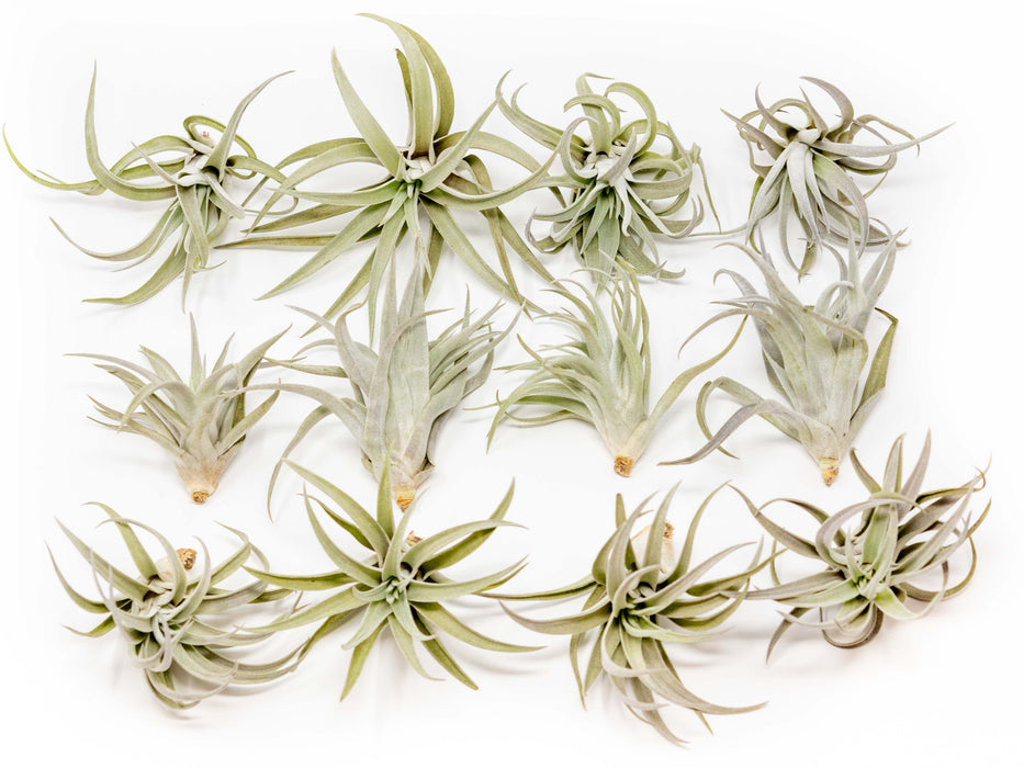 Tillandsia Harrisii Air Plants