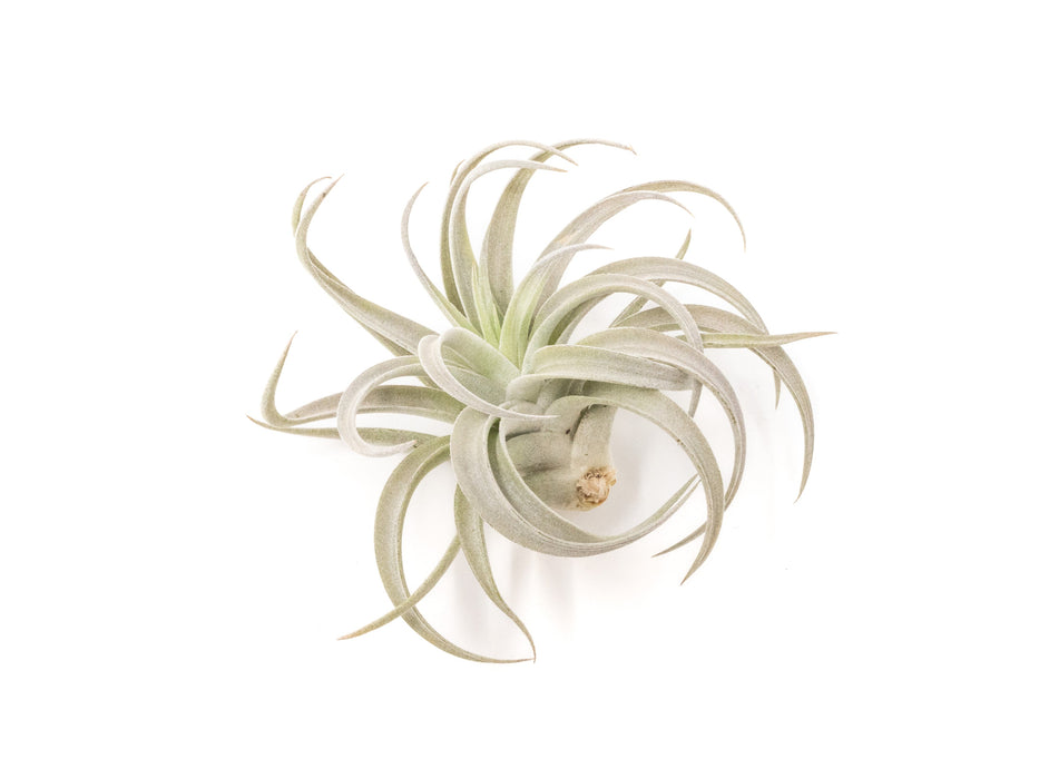 Tillandsia Harrisii Air Plants