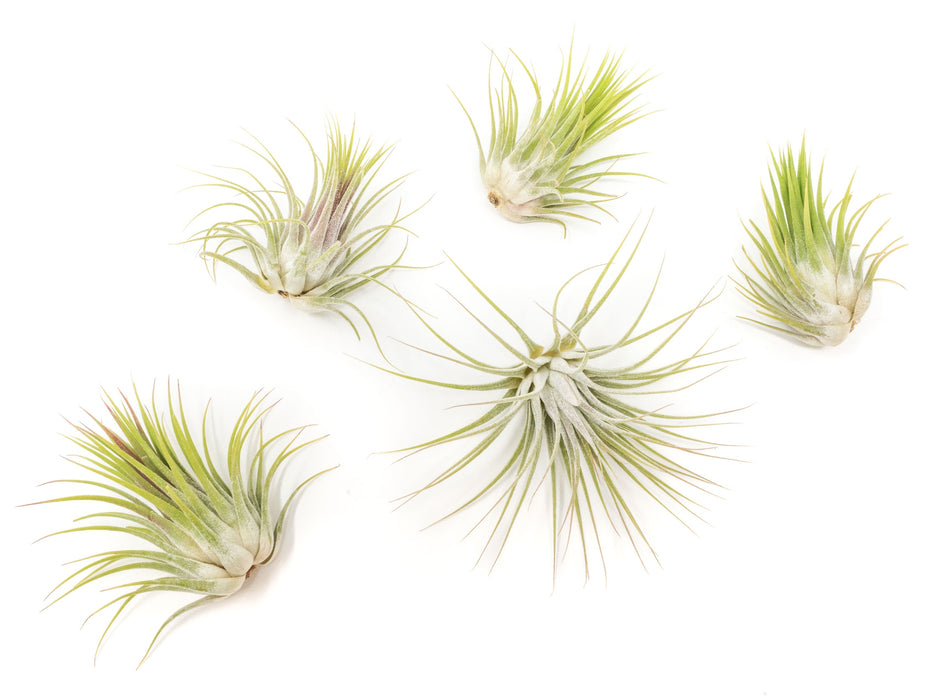 Large Tillandsia Ionantha Guatemala Air Plants