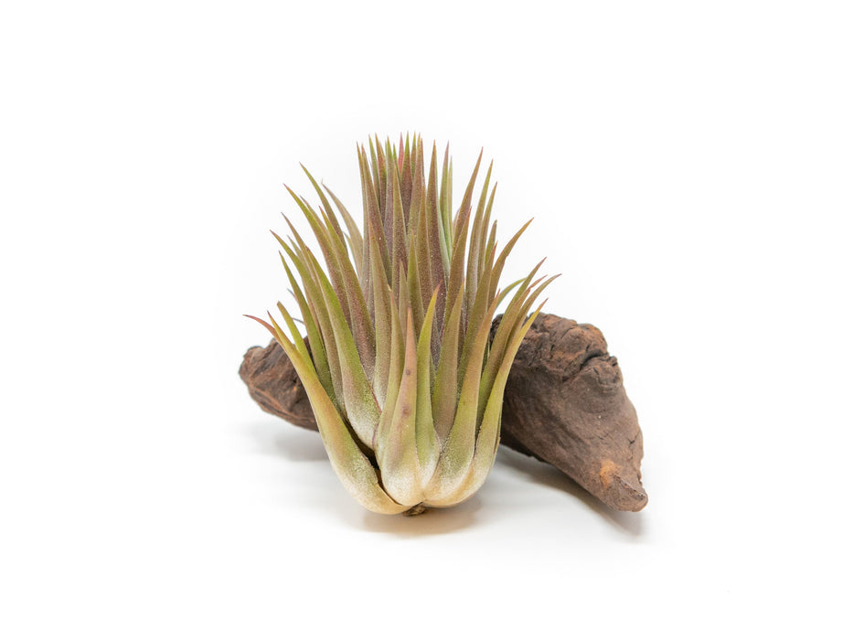 SALE - Tillandsia Ionantha Guatemala "Macho" Air Plants - Set of 5 or 10 - 30% Off