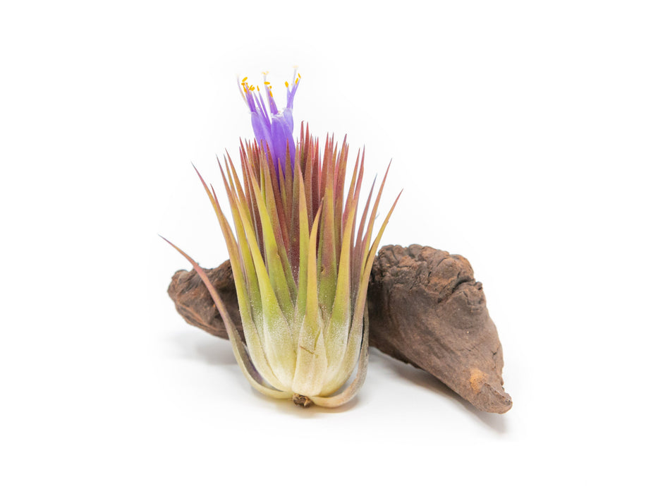 SALE - Tillandsia Ionantha Guatemala "Macho" Air Plants - Set of 5 or 10 - 30% Off