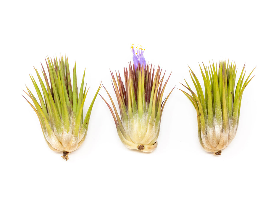 SALE - Tillandsia Ionantha Guatemala "Macho" Air Plants - Set of 5 or 10 - 30% Off