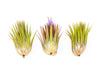 SALE - Tillandsia Ionantha Guatemala "Macho" Air Plants - Set of 5 or 10 - 30% Off