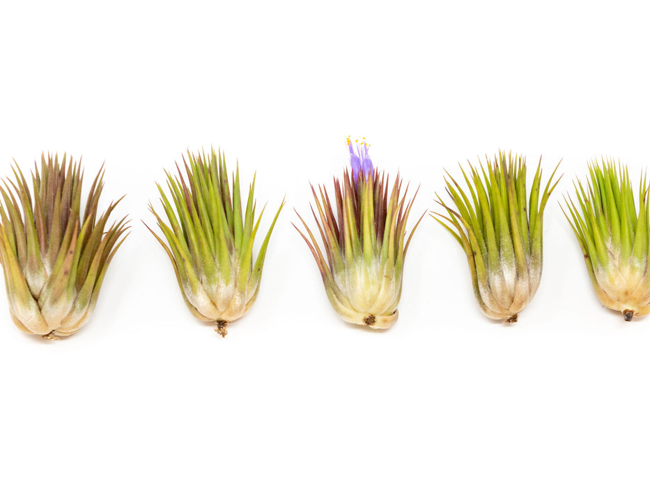 SALE - Tillandsia Ionantha Guatemala "Macho" Air Plants - Set of 5 or 10 - 30% Off