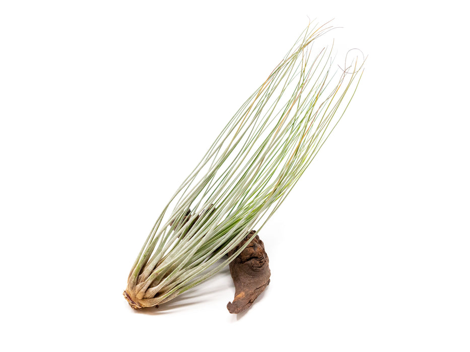 Tillandsia Juncea Air Plants