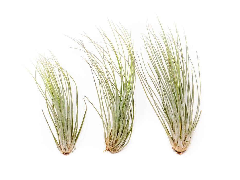 Tillandsia Juncea Air Plants